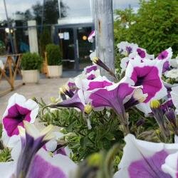 Гостиница Колесо Смоленск-58